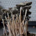 blue meanie panaeolus cyanescens mushrooms