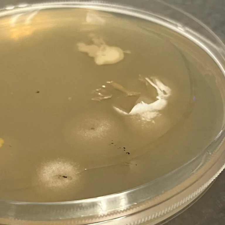 spore growth on agar with mycelium and bacterial growth