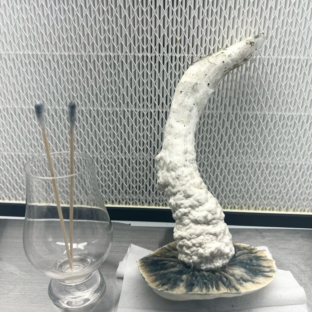 thrasher melmac mushroom getting spore swabbed