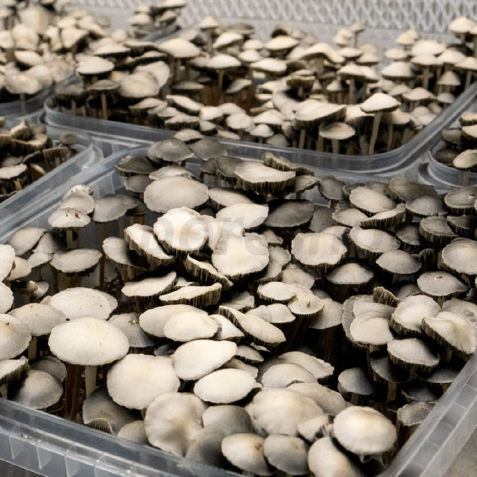 Panaeolus Cyanescens growing in monotub