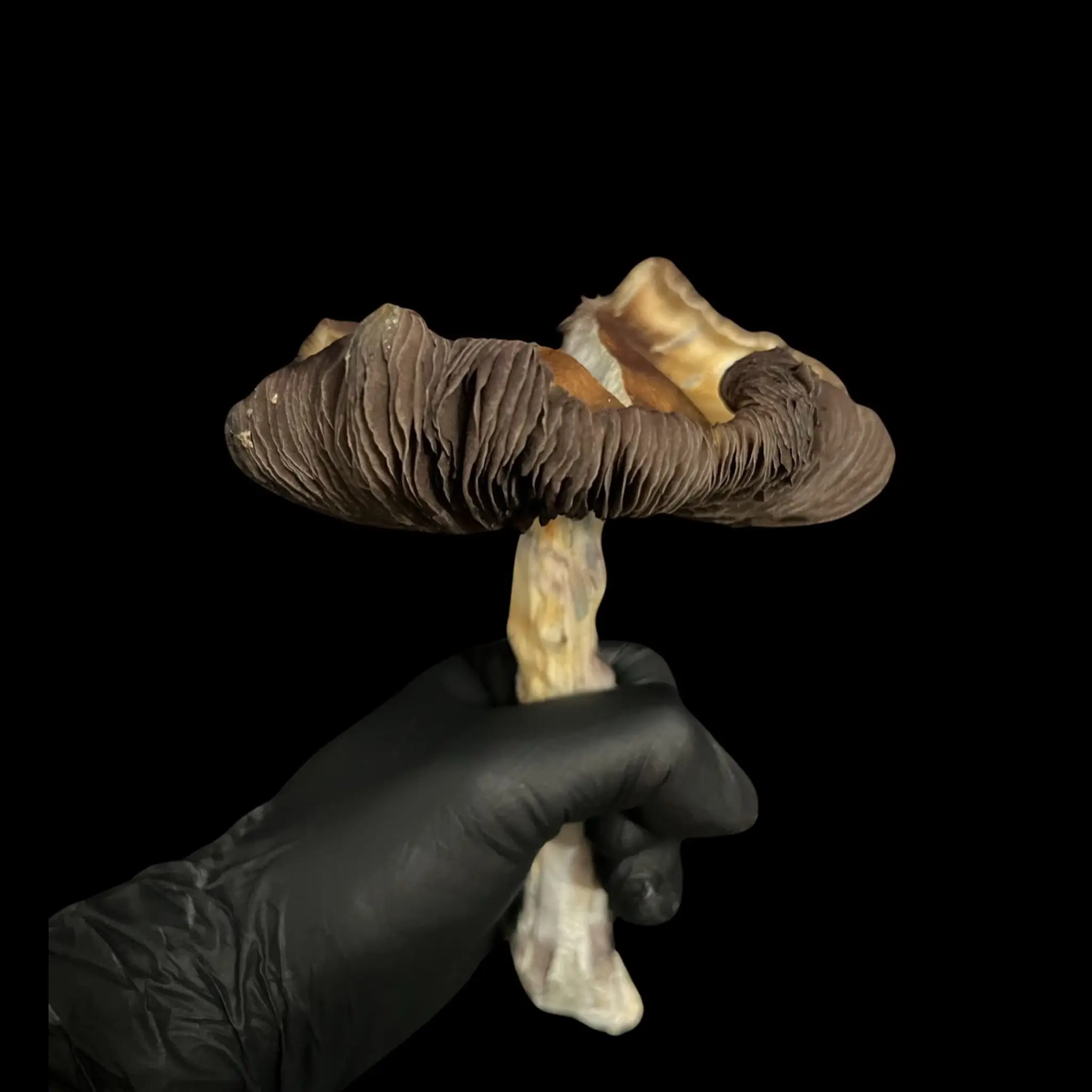 Koh Samui Isolated Spore Syringe - Image 2