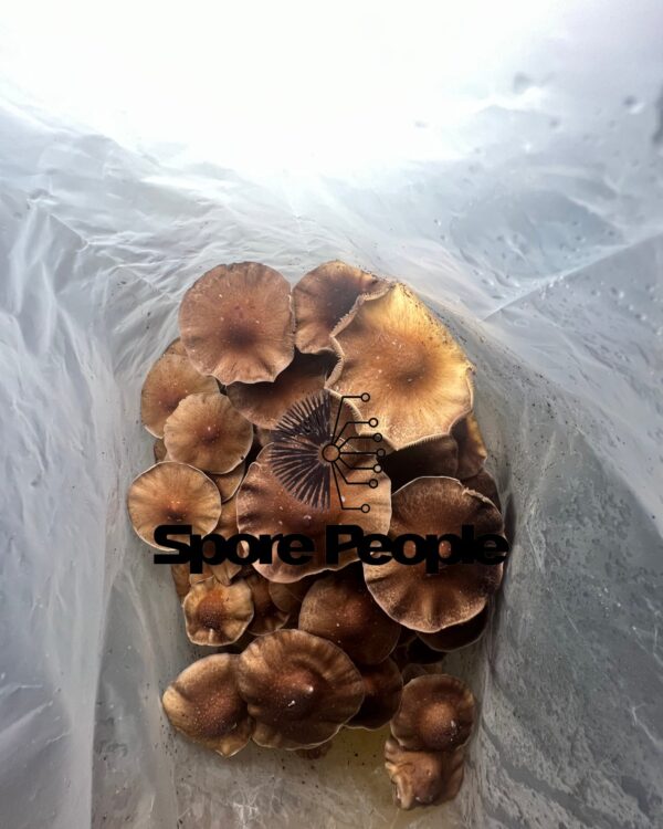 Mazatapec Spore Print - Image 3