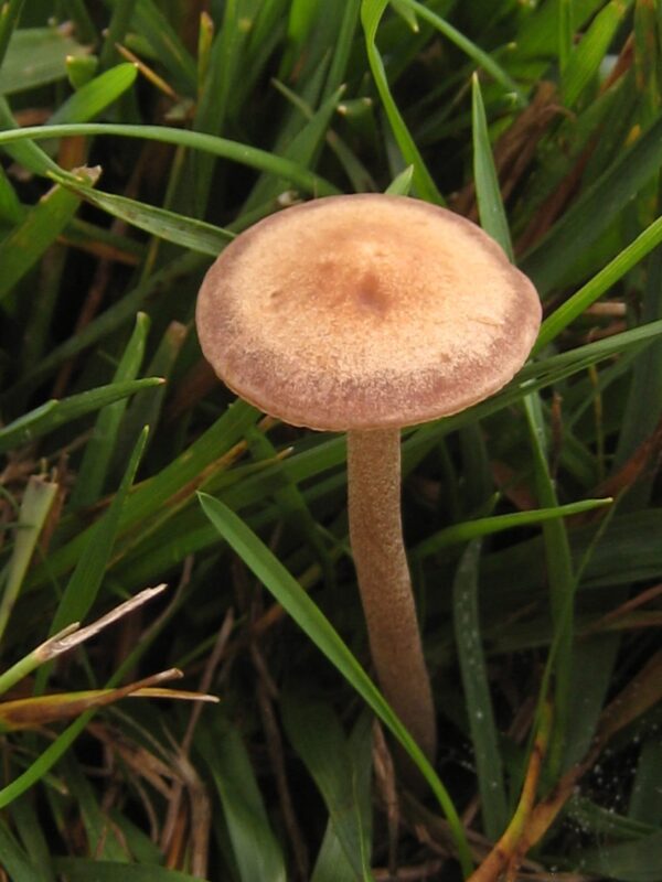Panaeolus Cinctulus Spore Print - Image 3