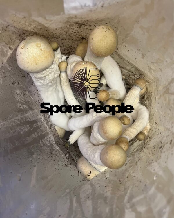 Penis Envy Spore Syringe - Image 8