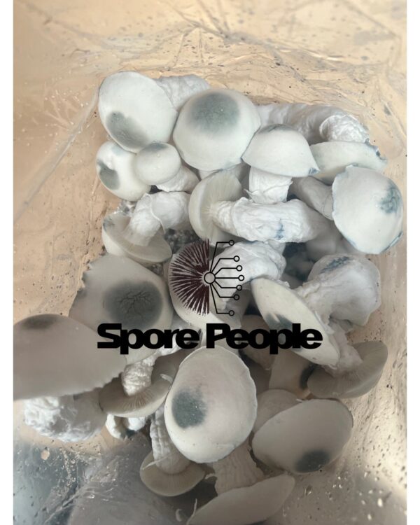 Shakti Spore Syringe - Image 4