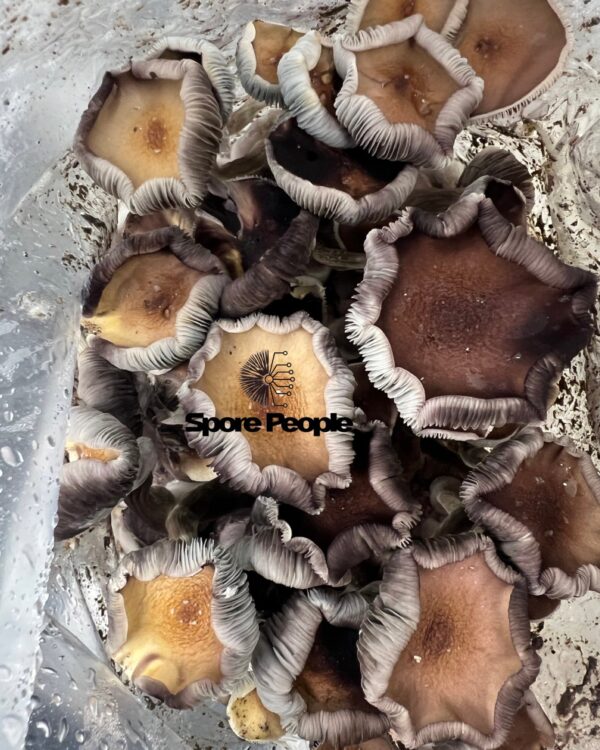 Huautla Spore Print - Image 4