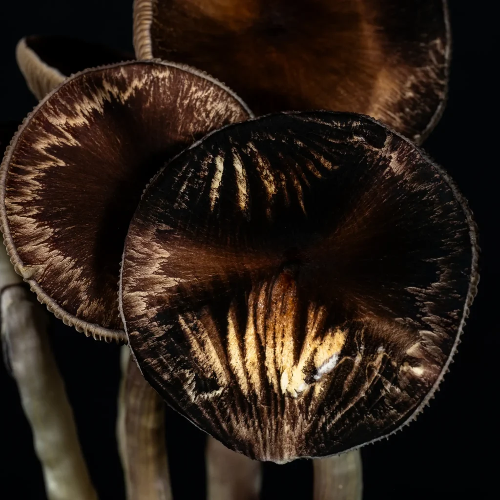inca star gazer mushroom caps covered in black spores