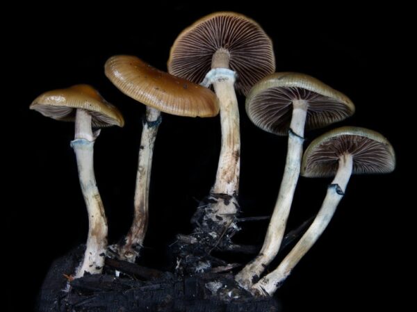 Stuntzii (Spore Print)
