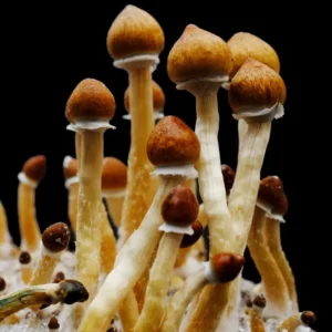 Pink Buffalo Mushroom Isolated Spore Syringe