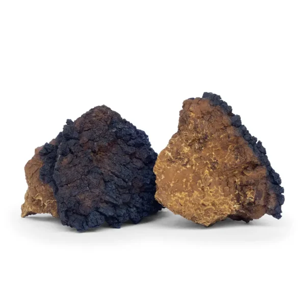 Chaga Mushroom