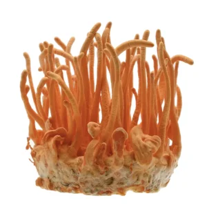 Cordycep Mushroom