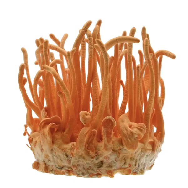 Cordycep Mushroom