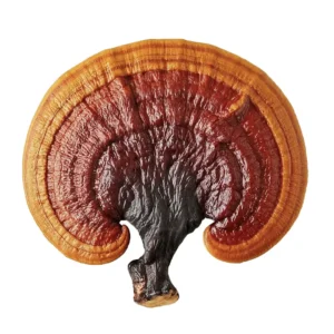 Reishi Mushroom