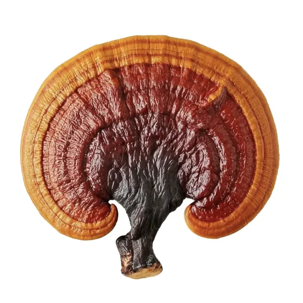 Reishi Mushroom