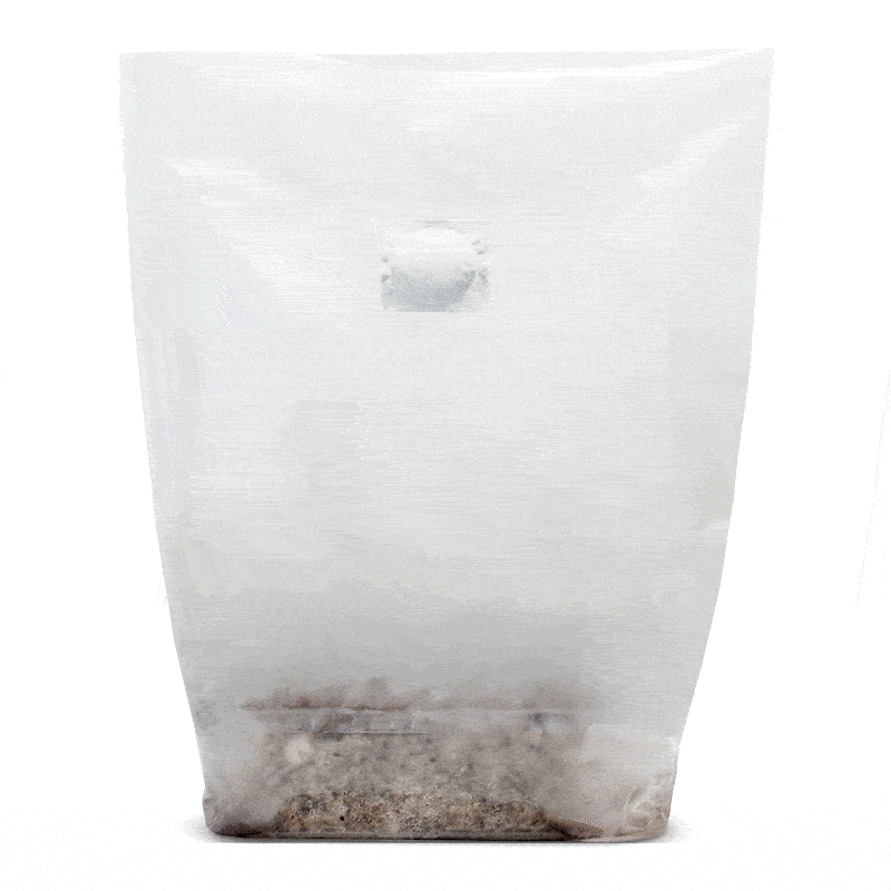 mushroom fruiting in grow bag