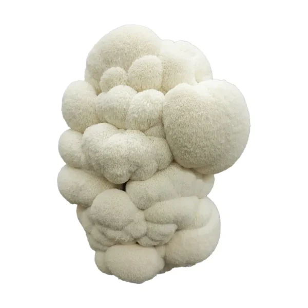 Lions Mane Mushroom Extract (Raw Resin Extract)