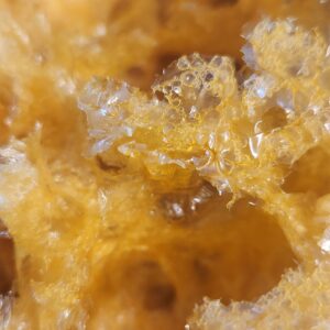 Snow Fungus Extract Resin