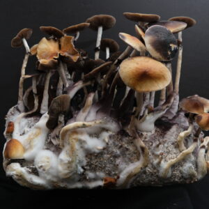 Taman Negara tropical mushroom cultivation kit