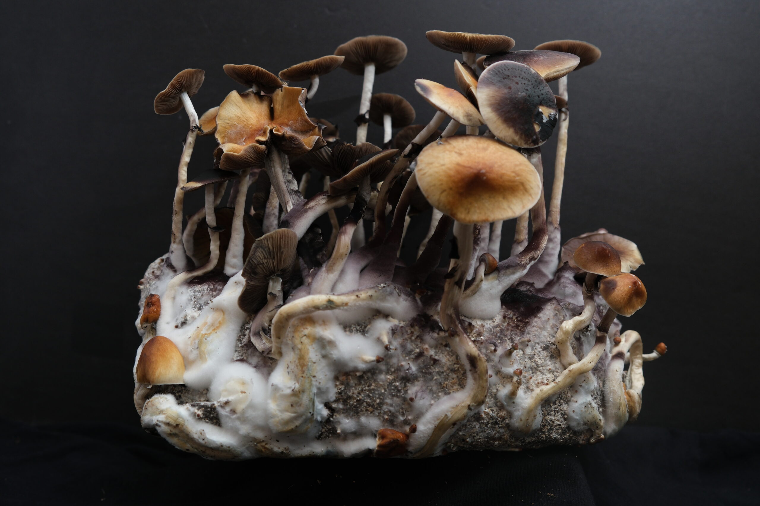 Taman Negara tropical mushroom cultivation kit