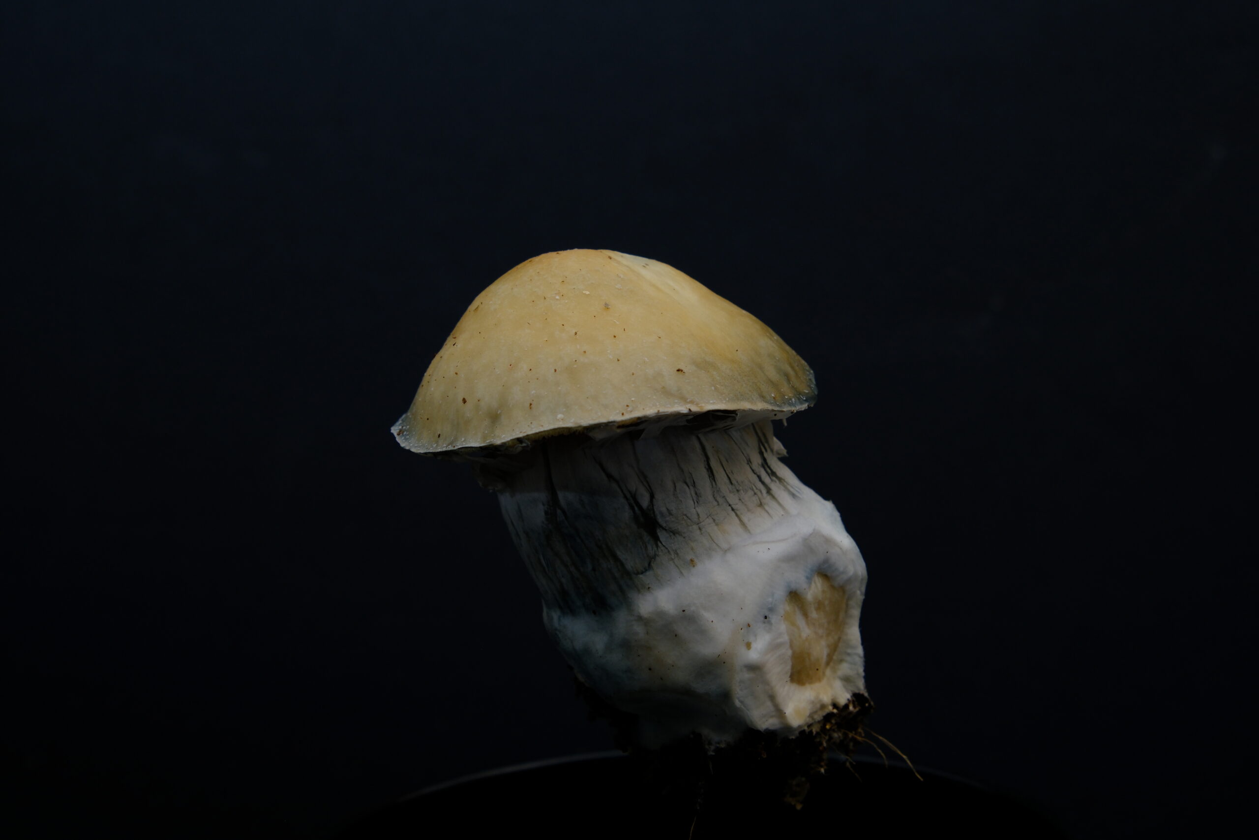 Close-up of Bluey Vuitton magic mushrooms with prominent blue bruising on white, dense caps.