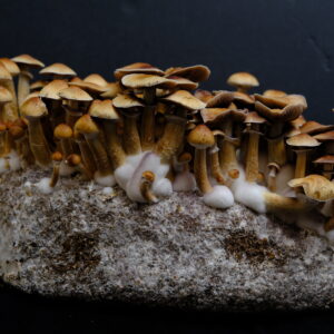 Psilocybe cubensis Taman Negara spore syringe, Malaysian landrace strain, 10cc sterile liquid culture for mycological research.