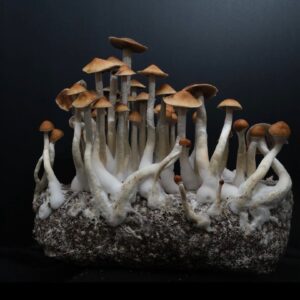 A cluster of Pink Buffalo mushrooms with broad, reddish-brown caps and thick white stalks growing in a tropical substrate.