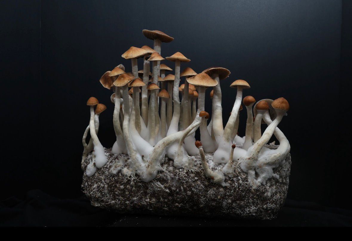 A cluster of Pink Buffalo mushrooms with broad, reddish-brown caps and thick white stalks growing in a tropical substrate.