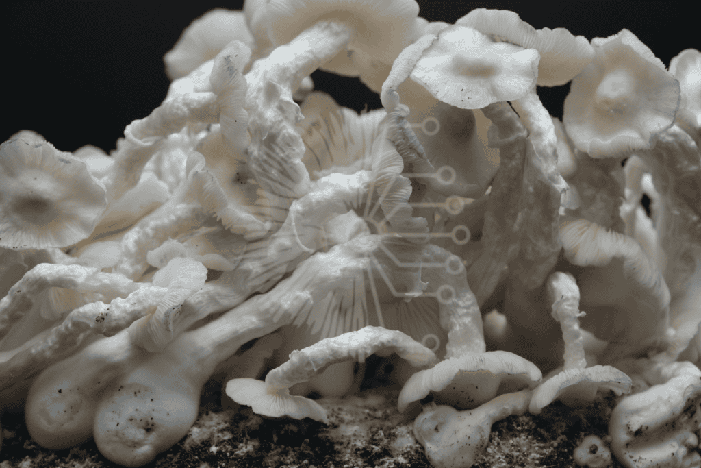 Jack Frost Mushrooms