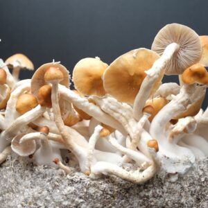 Mature Gulf Coast strain mushroom specimen on black background for taxonomic identification refernce. Premium 10ml gulf coast spore syringe for laboratory microscopy research.