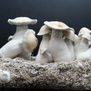A dense cluster of Albino Bluey Vuitton mushrooms growing together. ABV features thick, white stems and porcelain-like caps that show distinct blue and translucent bruising around the centers and edges.