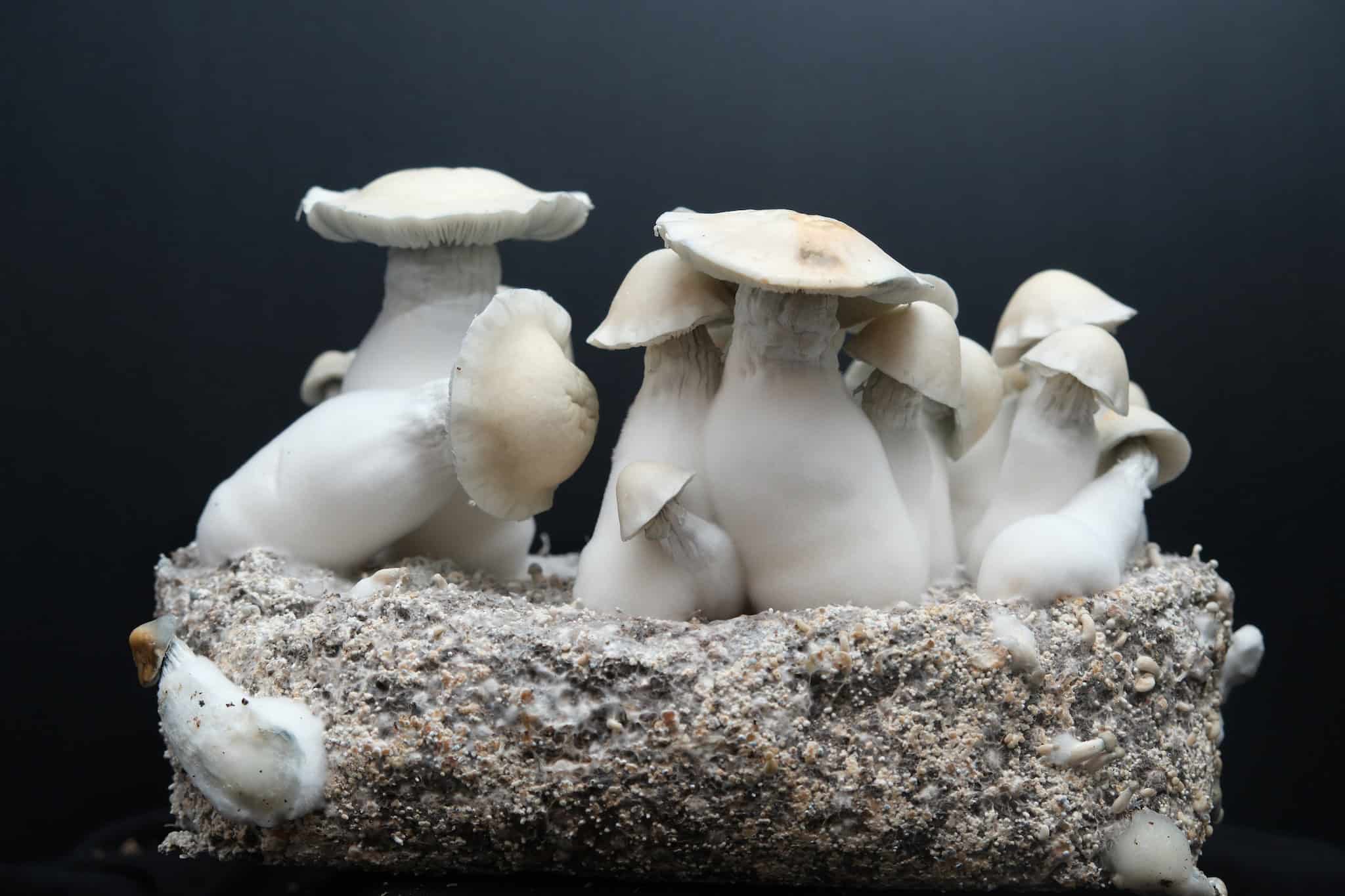 A dense cluster of Albino Bluey Vuitton mushrooms growing together. ABV features thick, white stems and porcelain-like caps that show distinct blue and translucent bruising around the centers and edges.