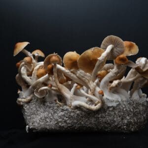 Gulf Coast isolated Spore Syringe