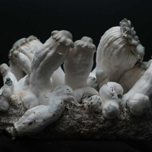 A dense cluster of Gamma Decay mushrooms growing together. Gamma Decay features wide, albino caps that show distinct blue and dark blue bruising around the centers and edges.