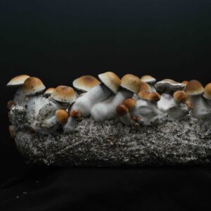 A full canopy of Texas Yellow Cap spores.