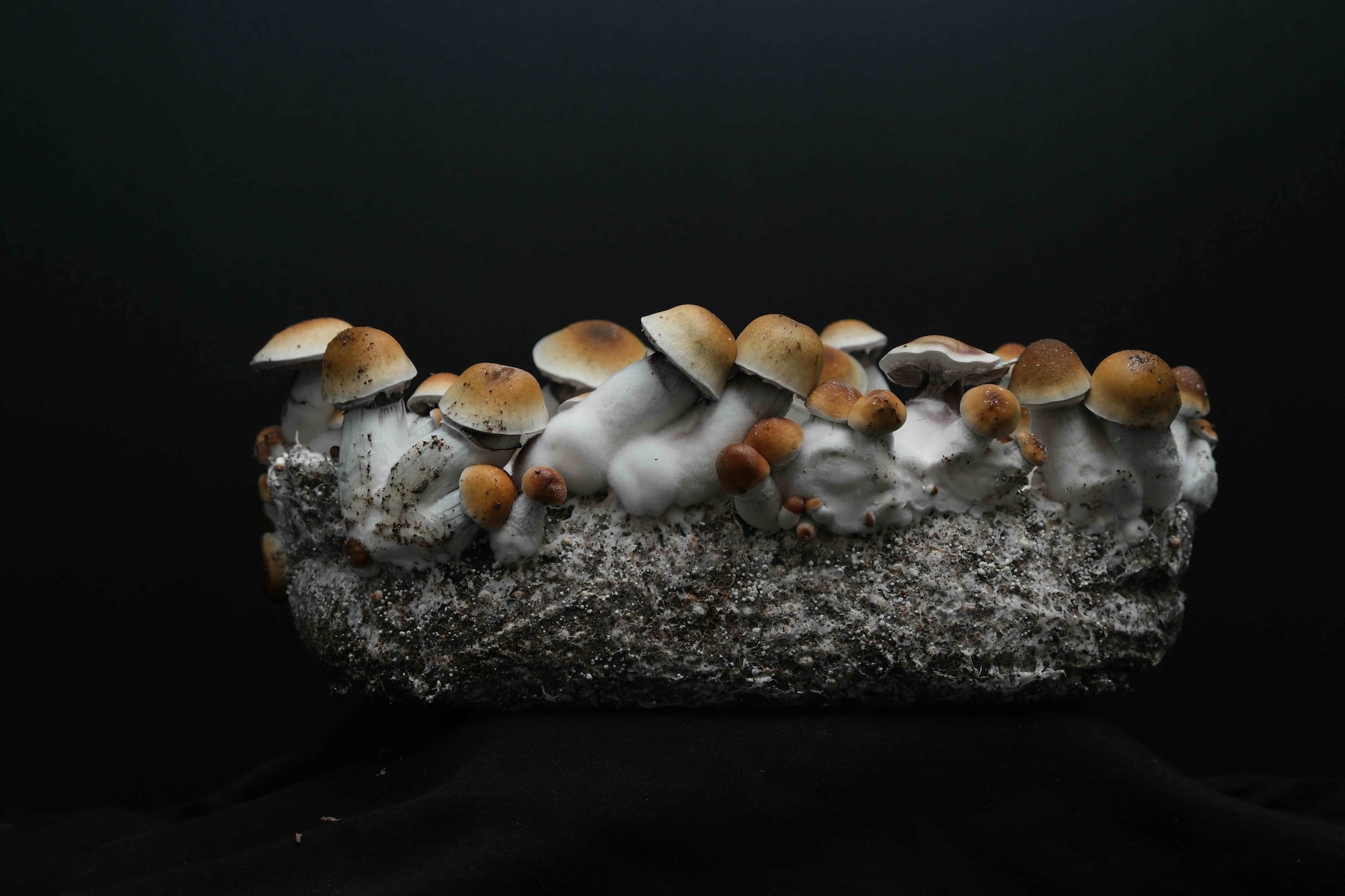 A full canopy of Texas Yellow Cap spores.